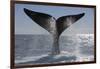 Southern Right Whale Off Peninsula Valdes, Patagonia-Paul Souders-Framed Photographic Print