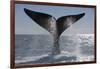 Southern Right Whale Off Peninsula Valdes, Patagonia-Paul Souders-Framed Photographic Print