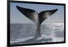 Southern Right Whale Off Peninsula Valdes, Patagonia-Paul Souders-Framed Photographic Print