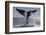 Southern Right Whale Off Peninsula Valdes, Patagonia-Paul Souders-Framed Photographic Print