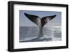 Southern Right Whale Off Peninsula Valdes, Patagonia-Paul Souders-Framed Photographic Print