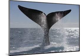 Southern Right Whale Off Peninsula Valdes, Patagonia-Paul Souders-Mounted Photographic Print