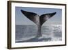 Southern Right Whale Off Peninsula Valdes, Patagonia-Paul Souders-Framed Photographic Print