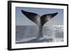 Southern Right Whale Off Peninsula Valdes, Patagonia-Paul Souders-Framed Photographic Print