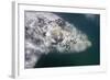 Southern Right Whale Off Peninsula Valdes, Patagonia-null-Framed Photographic Print