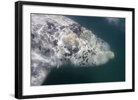 Southern Right Whale Off Peninsula Valdes, Patagonia-null-Framed Photographic Print