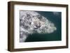 Southern Right Whale Off Peninsula Valdes, Patagonia-null-Framed Photographic Print