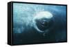 Southern Right Whale's Eye-Doug Allan-Framed Stretched Canvas