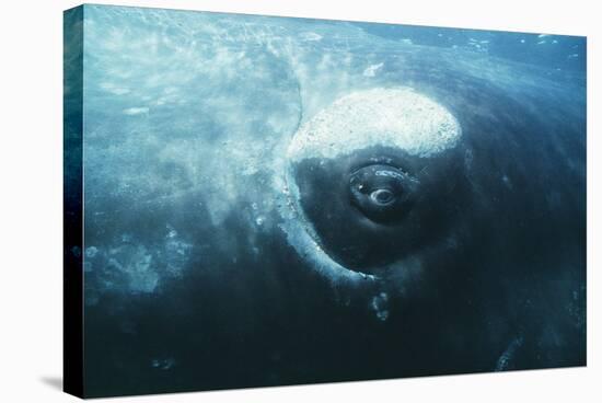 Southern Right Whale's Eye-Doug Allan-Stretched Canvas