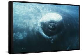 Southern Right Whale's Eye-Doug Allan-Framed Stretched Canvas