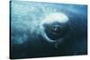 Southern Right Whale's Eye-Doug Allan-Stretched Canvas