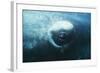 Southern Right Whale's Eye-Doug Allan-Framed Premium Photographic Print