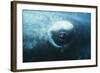 Southern Right Whale's Eye-Doug Allan-Framed Premium Photographic Print