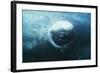 Southern Right Whale's Eye-Doug Allan-Framed Premium Photographic Print