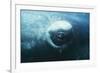 Southern Right Whale's Eye-Doug Allan-Framed Photographic Print