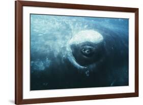 Southern Right Whale's Eye-Doug Allan-Framed Photographic Print