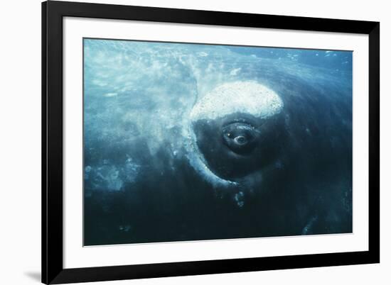 Southern Right Whale's Eye-Doug Allan-Framed Photographic Print