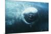 Southern Right Whale's Eye-Doug Allan-Mounted Photographic Print