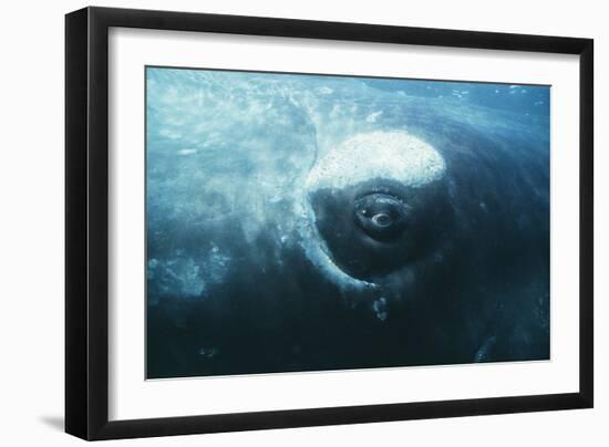 Southern Right Whale's Eye-Doug Allan-Framed Photographic Print