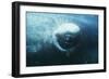 Southern Right Whale's Eye-Doug Allan-Framed Photographic Print