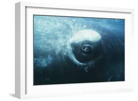 Southern Right Whale's Eye-Doug Allan-Framed Photographic Print