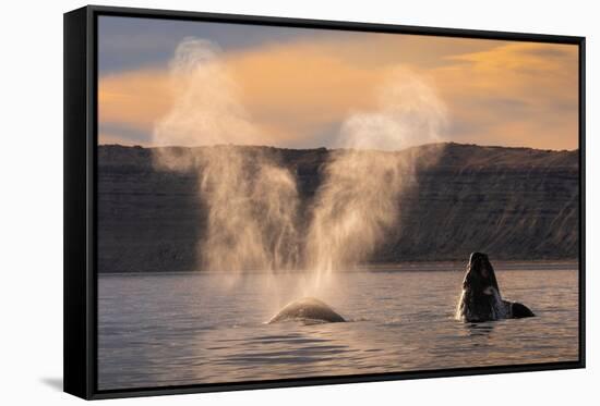 Southern Right whale spouting at surface, with calf breaching-Gabriel Rojo-Framed Stretched Canvas