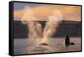 Southern Right whale spouting at surface, with calf breaching-Gabriel Rojo-Framed Stretched Canvas