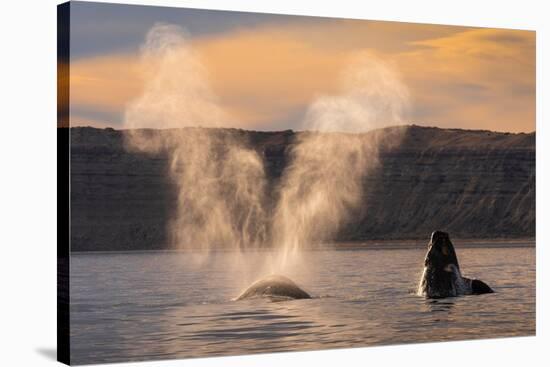 Southern Right whale spouting at surface, with calf breaching-Gabriel Rojo-Stretched Canvas