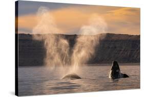 Southern Right whale spouting at surface, with calf breaching-Gabriel Rojo-Stretched Canvas