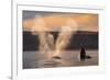 Southern Right whale spouting at surface, with calf breaching-Gabriel Rojo-Framed Photographic Print
