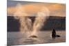 Southern Right whale spouting at surface, with calf breaching-Gabriel Rojo-Mounted Photographic Print
