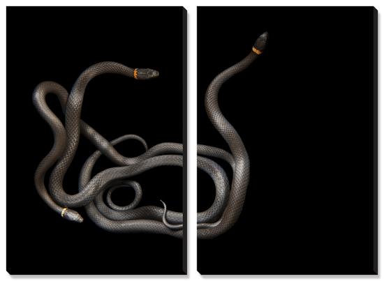 Southern Ring-Necked Snakes, Diadophis Punctatus Punctatus-Joel Sartore-Stretched Canvas