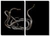Southern Ring-Necked Snakes, Diadophis Punctatus Punctatus-Joel Sartore-Stretched Canvas
