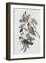 Southern Ring Perroquet-John Gould-Framed Giclee Print