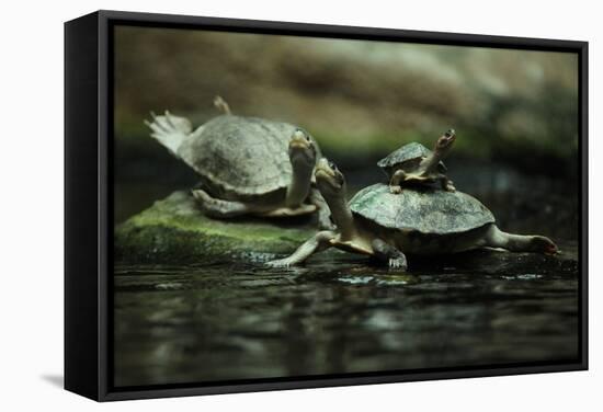 Southern River Terrapin (Batagur Affinis), also known as the Batagur. Wildlife Animal.-Vladimir Wrangel-Framed Stretched Canvas