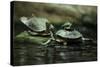 Southern River Terrapin (Batagur Affinis), also known as the Batagur. Wildlife Animal.-Vladimir Wrangel-Stretched Canvas