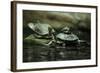 Southern River Terrapin (Batagur Affinis), also known as the Batagur. Wildlife Animal.-Vladimir Wrangel-Framed Photographic Print