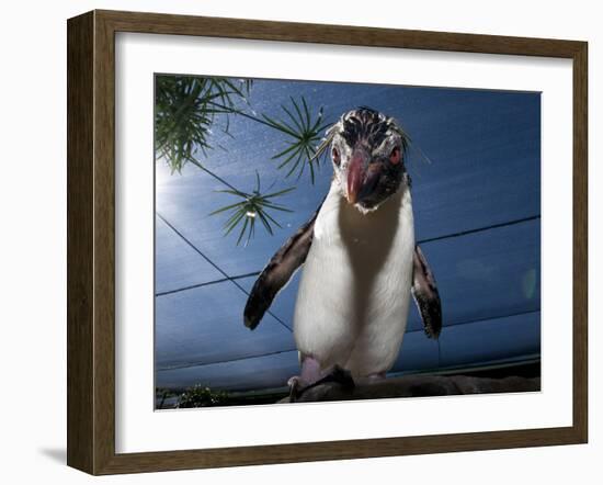 Southern Rockhopper Penguin (Eudyptes Chrysocome) Tame Bird 'Rocky' Used For Educational Purposes-Cheryl-Samantha Owen-Framed Photographic Print