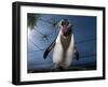 Southern Rockhopper Penguin (Eudyptes Chrysocome) Tame Bird 'Rocky' Used For Educational Purposes-Cheryl-Samantha Owen-Framed Photographic Print