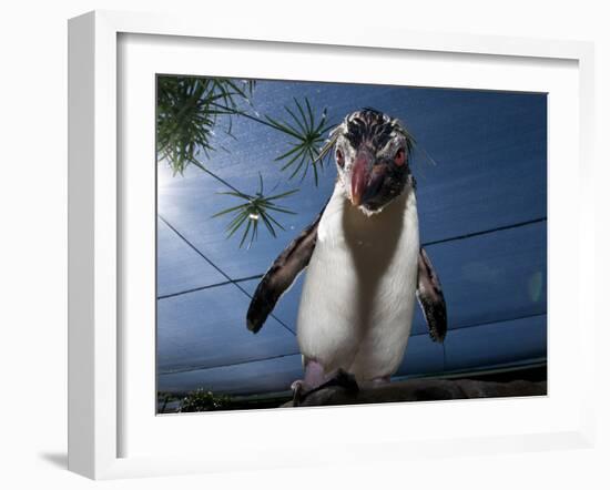 Southern Rockhopper Penguin (Eudyptes Chrysocome) Tame Bird 'Rocky' Used For Educational Purposes-Cheryl-Samantha Owen-Framed Photographic Print