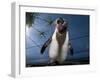 Southern Rockhopper Penguin (Eudyptes Chrysocome) Tame Bird 'Rocky' Used For Educational Purposes-Cheryl-Samantha Owen-Framed Photographic Print