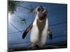 Southern Rockhopper Penguin (Eudyptes Chrysocome) Tame Bird 'Rocky' Used For Educational Purposes-Cheryl-Samantha Owen-Mounted Photographic Print