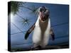 Southern Rockhopper Penguin (Eudyptes Chrysocome) Tame Bird 'Rocky' Used For Educational Purposes-Cheryl-Samantha Owen-Stretched Canvas
