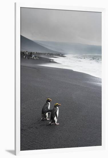 Southern rockhopper penguin group (Eudyptes chrysocome), Saunders Island, South Sandwich Islands, A-Michael Runkel-Framed Photographic Print