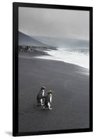 Southern rockhopper penguin group (Eudyptes chrysocome), Saunders Island, South Sandwich Islands, A-Michael Runkel-Framed Photographic Print