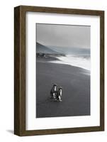 Southern rockhopper penguin group (Eudyptes chrysocome), Saunders Island, South Sandwich Islands, A-Michael Runkel-Framed Photographic Print