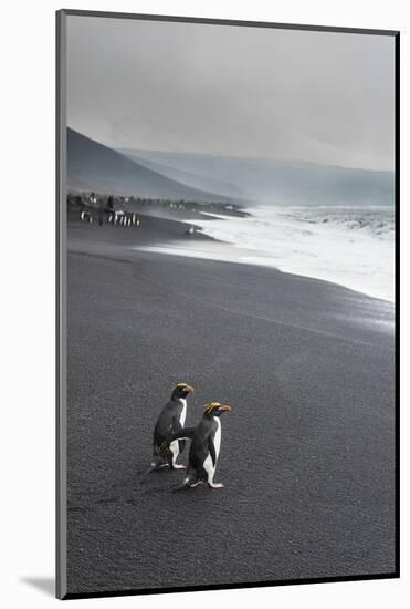 Southern rockhopper penguin group (Eudyptes chrysocome), Saunders Island, South Sandwich Islands, A-Michael Runkel-Mounted Photographic Print