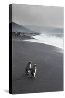 Southern rockhopper penguin group (Eudyptes chrysocome), Saunders Island, South Sandwich Islands, A-Michael Runkel-Stretched Canvas