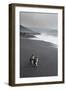 Southern rockhopper penguin group (Eudyptes chrysocome), Saunders Island, South Sandwich Islands, A-Michael Runkel-Framed Photographic Print