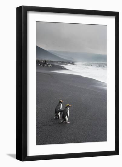 Southern rockhopper penguin group (Eudyptes chrysocome), Saunders Island, South Sandwich Islands, A-Michael Runkel-Framed Photographic Print